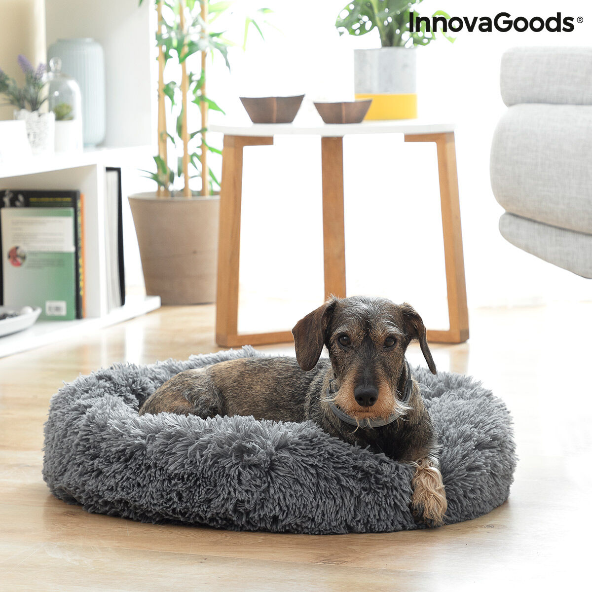 Pack Viaja con tu Perro