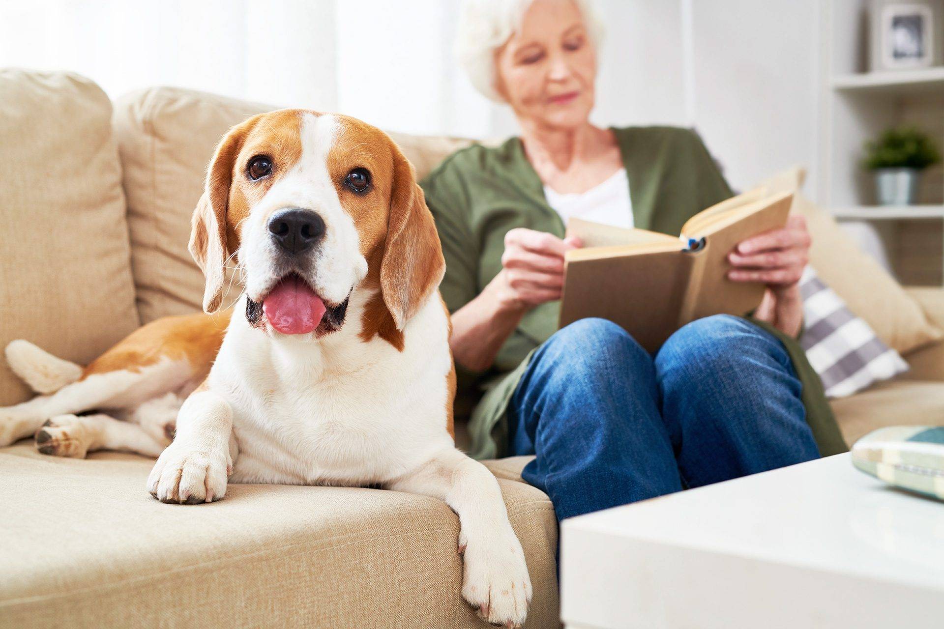 Perro feliz comiendo comida de calidad