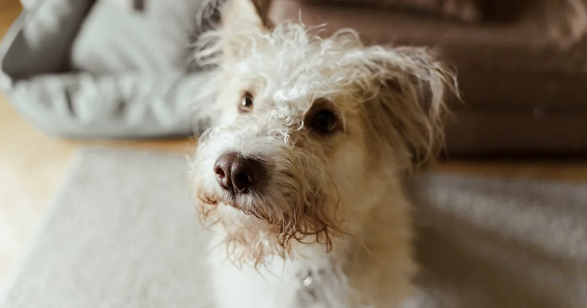 Adiestramiento de perros cerca de mi: Descubre lo que no sabes Adiestramiento de perros cerca de mi: Descubre lo que no sabes
