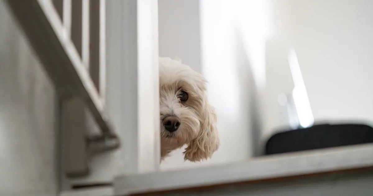 Como bañar a tu perro con Fairy: Guía completa y consejos