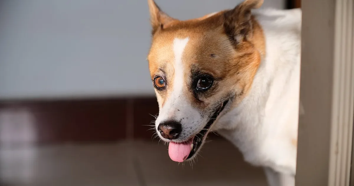 Cada cuanto tiempo hay que banar a un perro: Guía completa