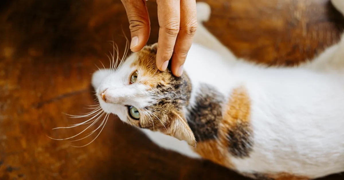 Cepillos para perros de pelo largo: guía completa para elegir