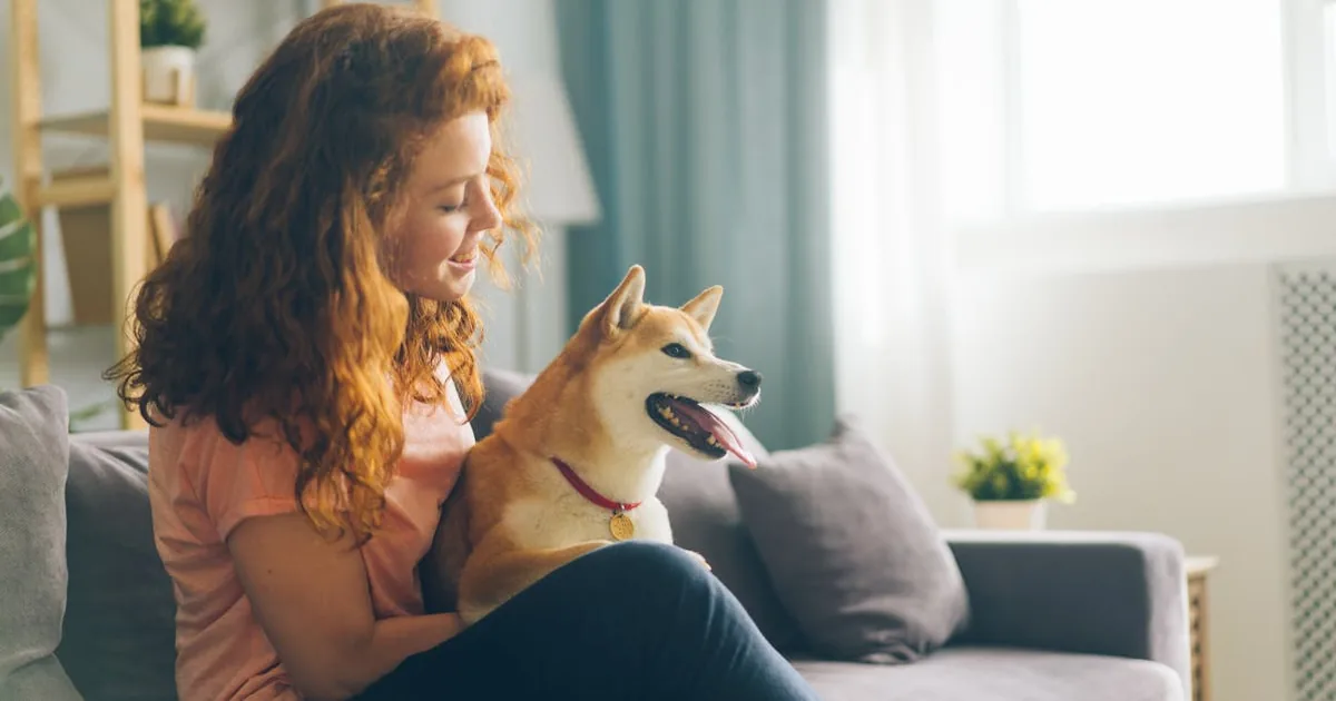 Collares de Adiestramiento para Perros: ¿Merecen la Pena?