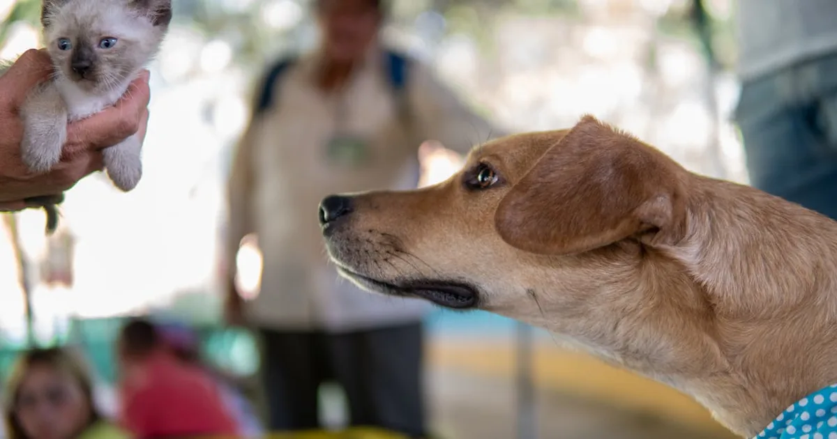 Guía Completa sobre como banar a un perro sin complicaciones