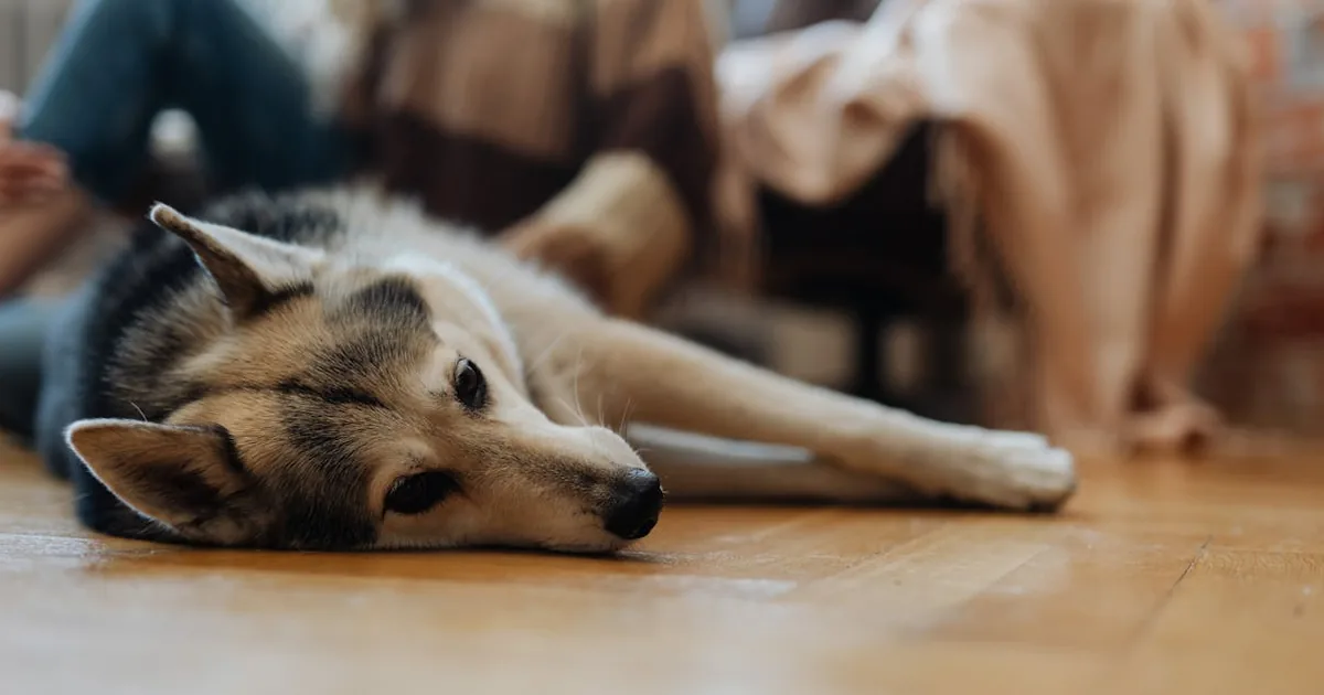 Aprende a cortarle las unas a un perro sin complicaciones