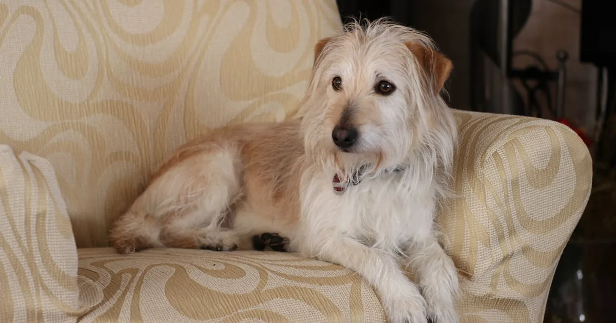 Cómo cortar las uñas de tu perro en casa fácilmente