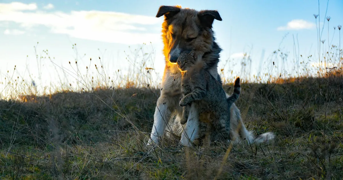 ¿Cuándo conviene elegir pienso español para perros? Descubre las marcas nacionales