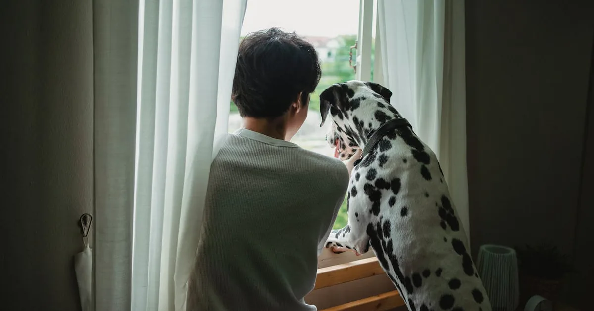 Cuánto Pienso Dar a tu Perro: Tabla por Peso