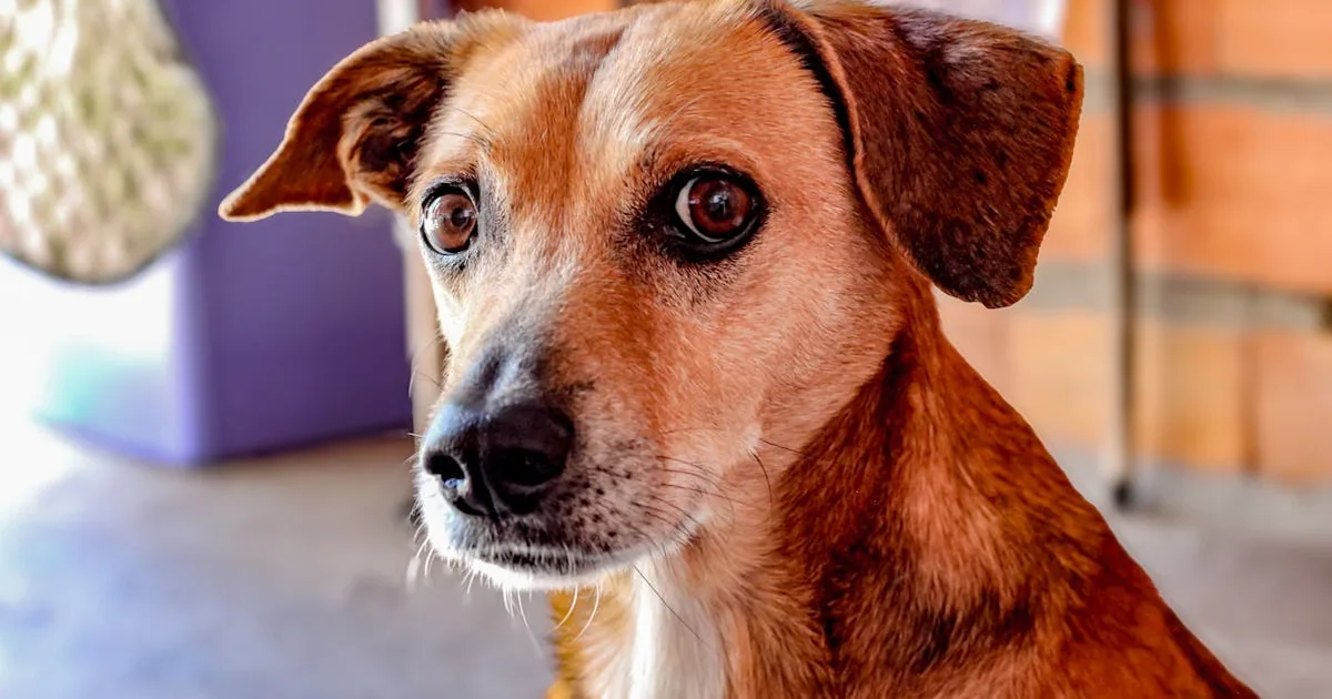 Descubre cuánto vale la dieta BARF para perros: guía para principiantes