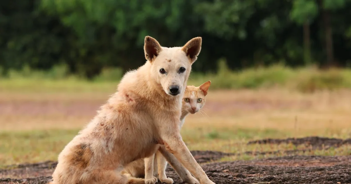 Donde banhar a mi perro cerca de mi: Guía completa y práctica