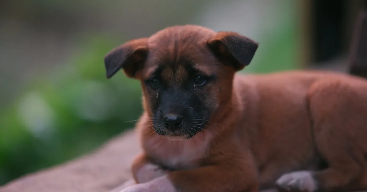 Fuentes de Agua para Perros: La Solución Ideal para tu Mascota