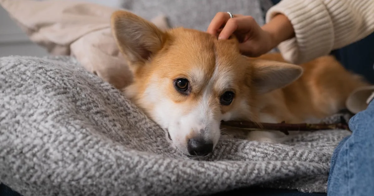 Huesos Recreativos para Perros: Guía Segura