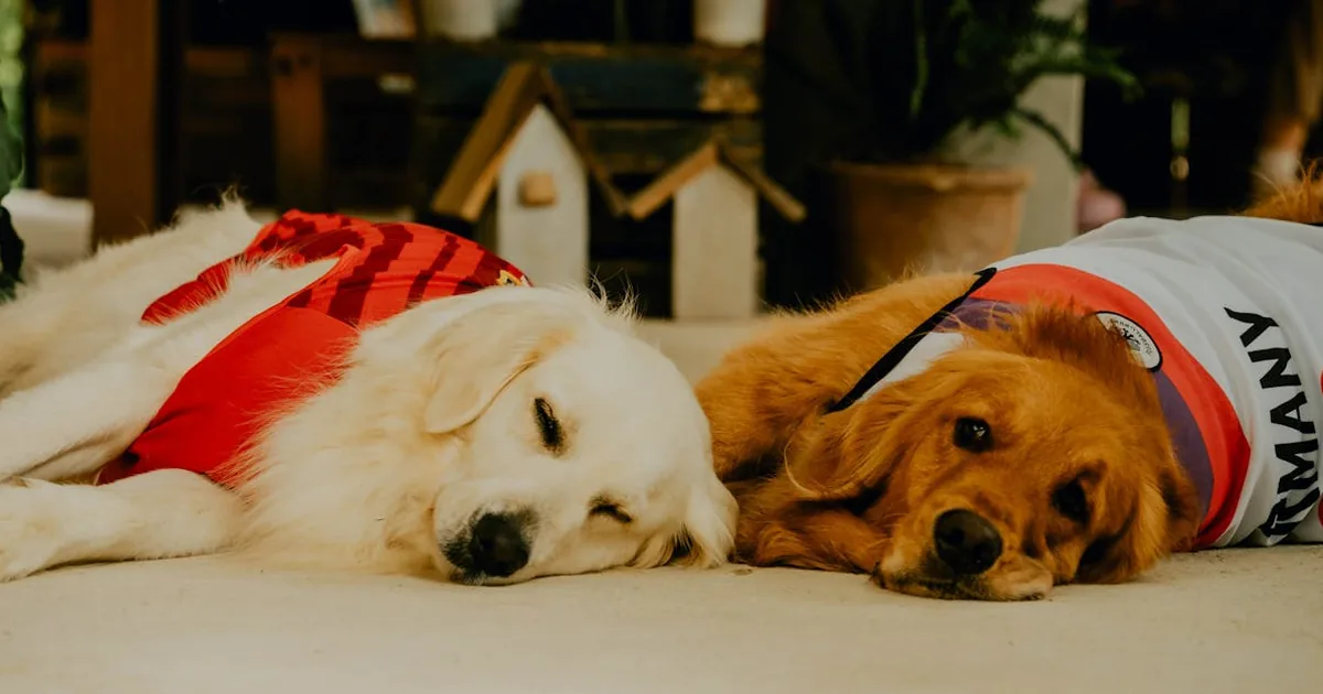 Mejor Pienso para Perros 2026: Guía Completa por Raza y Tamaño