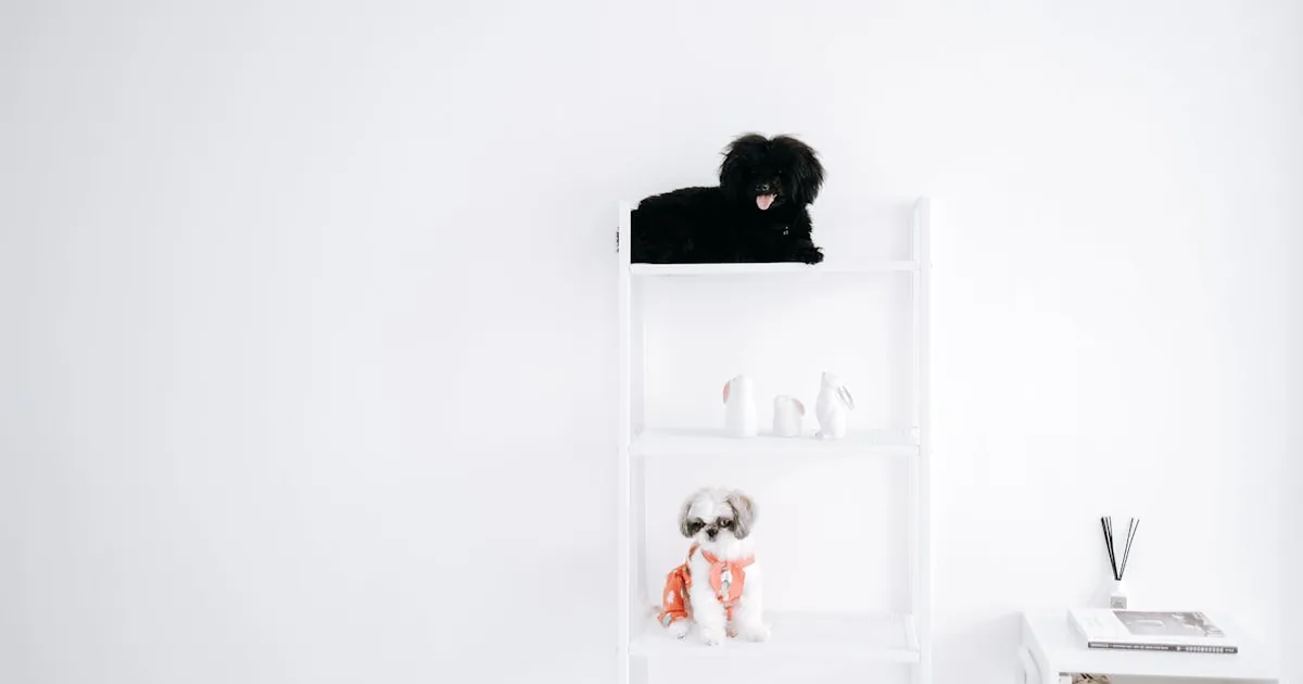 Las mejores marcas de pienso para perros: ¿Cuál elegir?