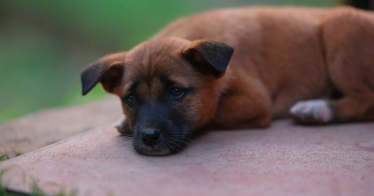 Los Mejores Piensos Hipoalergenicos para Perros: Guía Completa