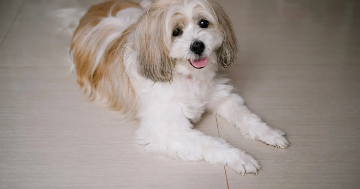 Purina Pro Plan vs Hills: ¿Cuál es la mejor opción para tu perro?