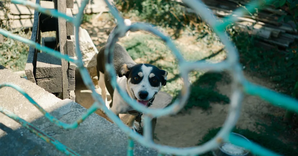 Marcas Pienso Espanol para Perros: Top 5