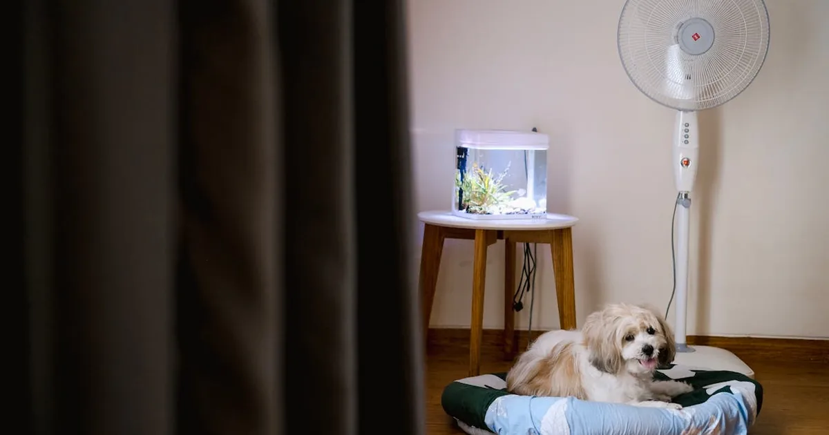 Mejor Pienso para Perros Raza Pequena 2026