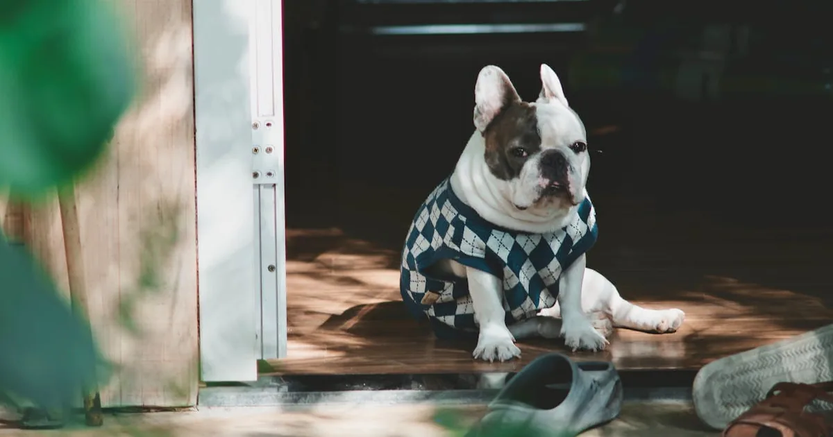 Pienso con Salmon para Perros: Beneficios