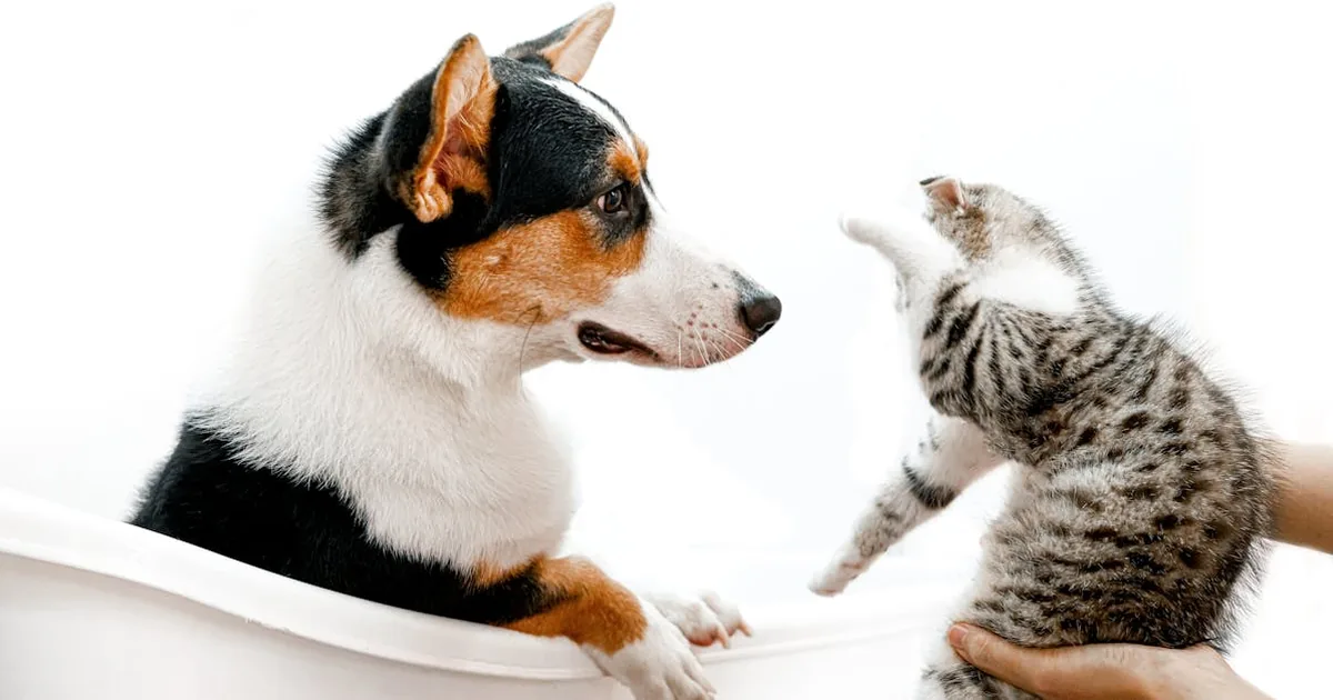Royal Canin vs Advance para perros: ¿Cuál es la mejor opción?