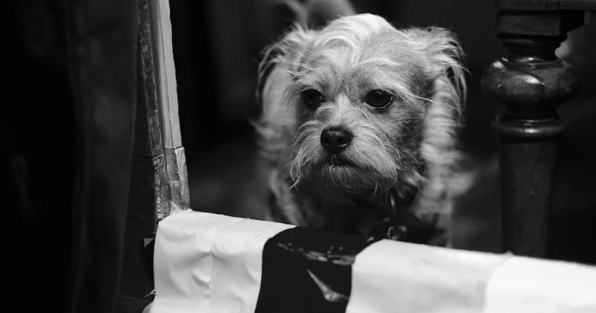 Sal y Perros: Es Peligrosa para tu Mascota?