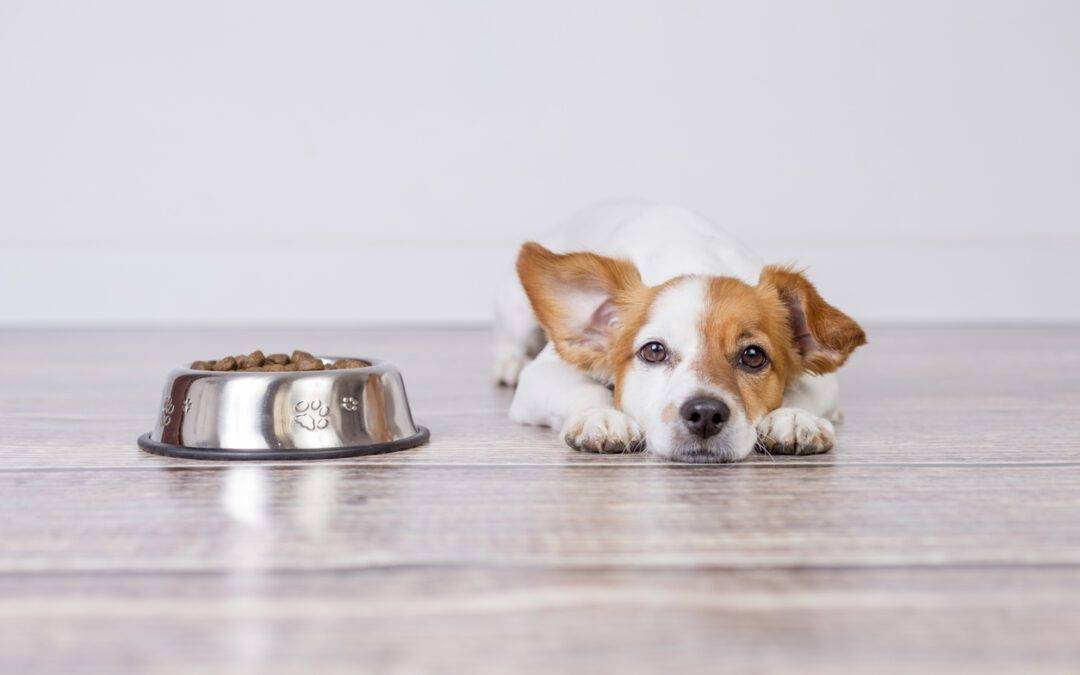 ¿Cómo preparar comida para perros en casa?