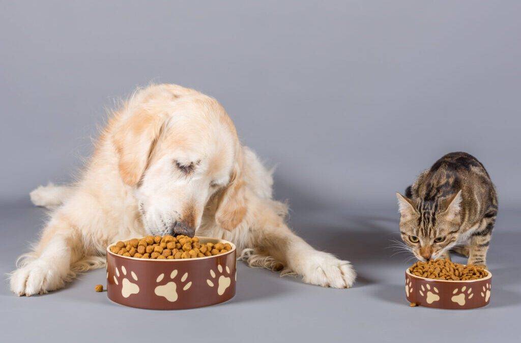 Comida para perros vs. Comida para gatos