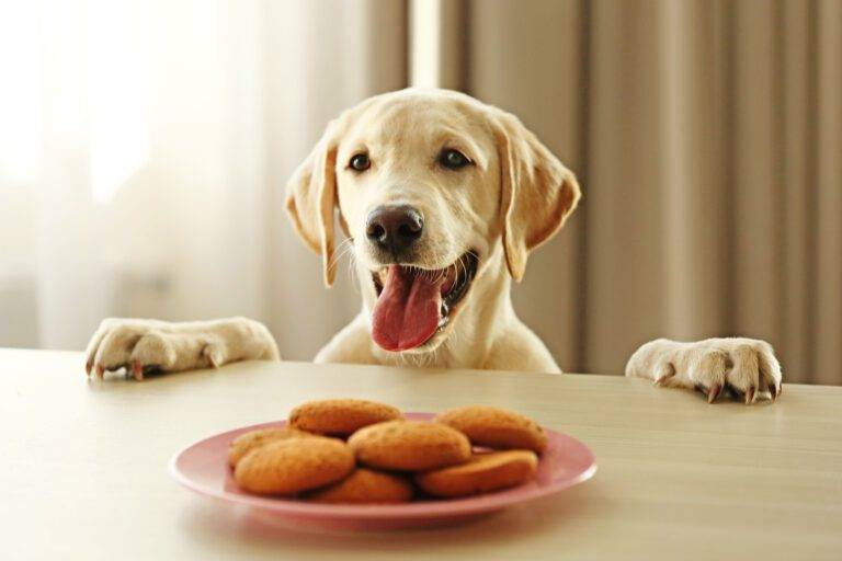 Cómo preparar comida para perros en casa