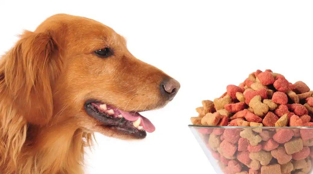 Es segura la comida para perros de tiendas de segunda mano