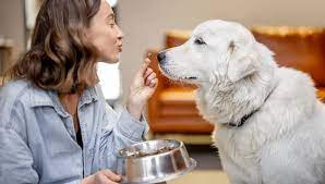 Las 5 mejores comidas caseras para perros