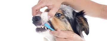 mejorar la salud dental de tu perro